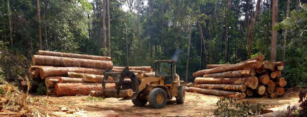 How Our Tree Care Process Works  in  Washingtonville, NY