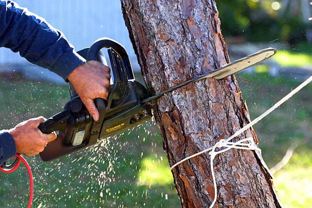 Washingtonville, NY Tree Care Company